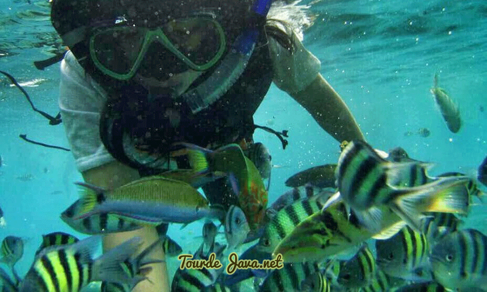snorkeling-pulau-seribu-2
